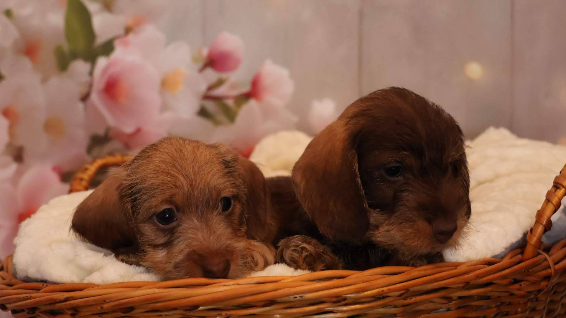 Cómo encontrar el cachorro de Teckel más adecuado para cada familia